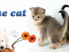 Blue Cat - Cabinet medical veterinar Bucuresti