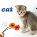 Blue Cat - Cabinet medical veterinar Bucuresti